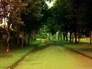 NATURE: TREE WALLPAPER