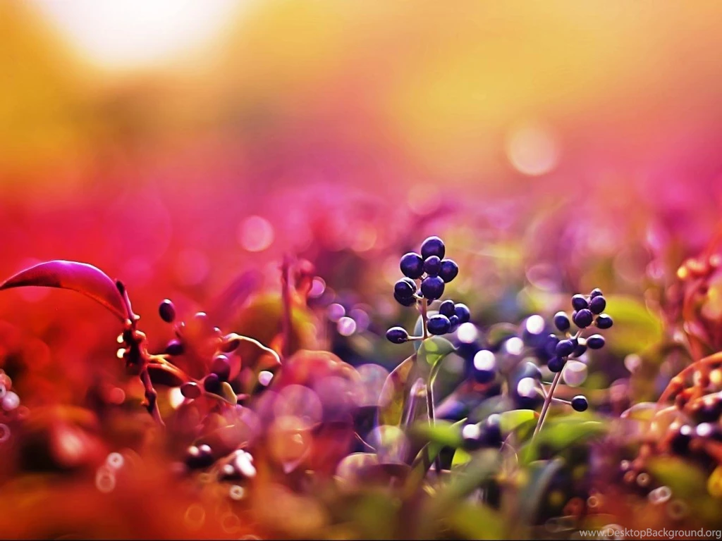 WILD BERRIES WALLPAPER (