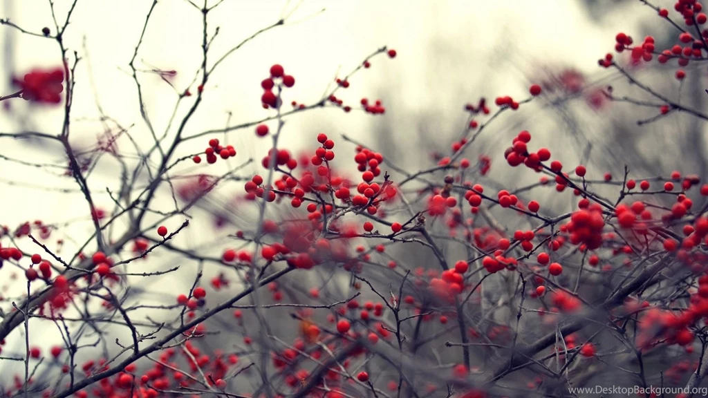 Red Berries On Branches Wallpapers Free Wide HD Wallpapers