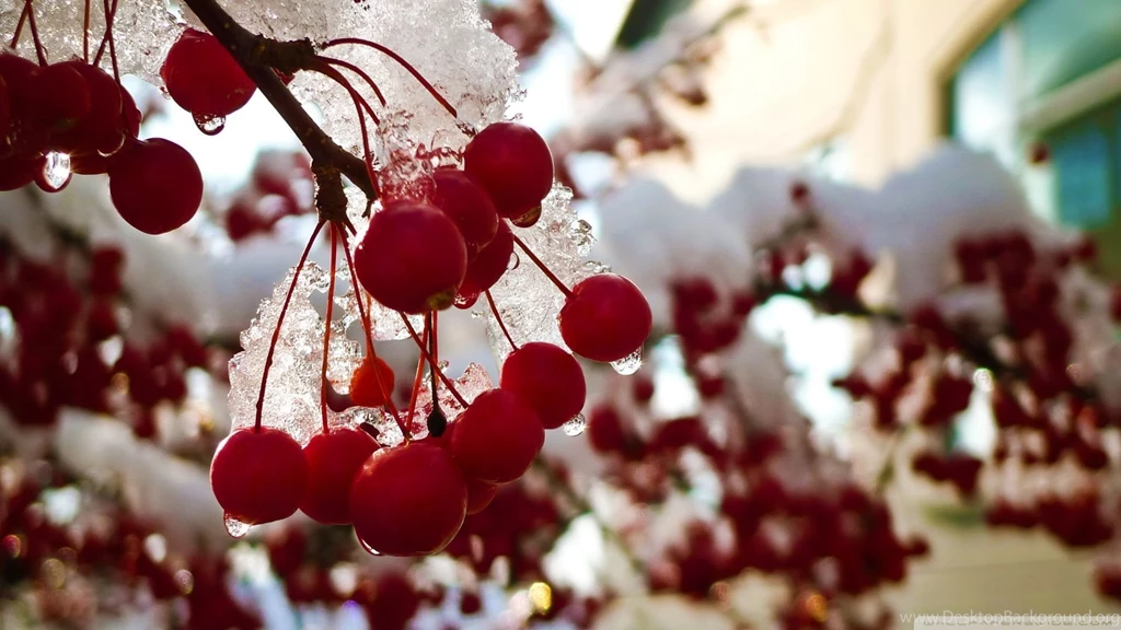 Download Redcurrant Berries Wallpapers 1920x1080