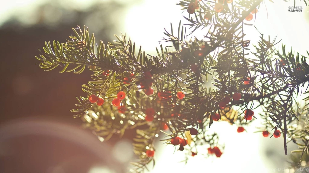 Yew Berries Wallpapers Photography Wallpapers