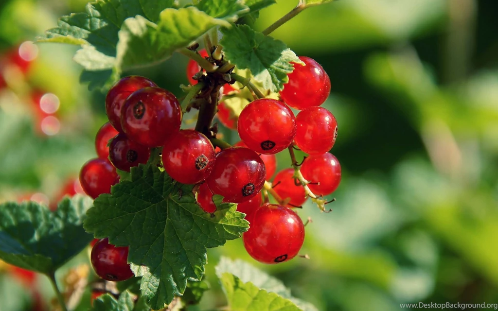 Berries wallpaper.jpg