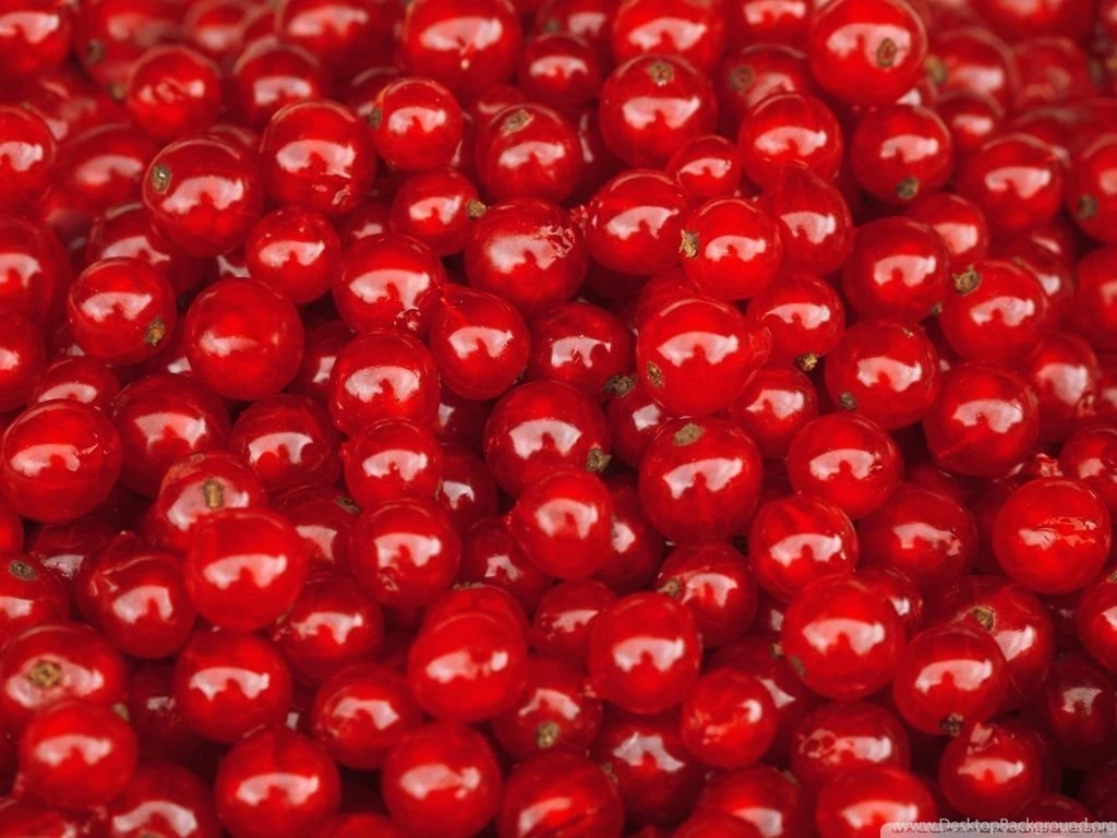 Redcurrant Berries HD Desktop Wallpapers : High Definition ...