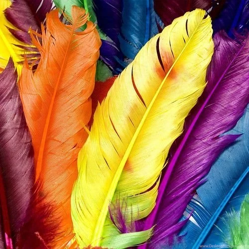 Miscellaneous Backgrounds Multi Colored Feathers Ipad 2 Hd ...