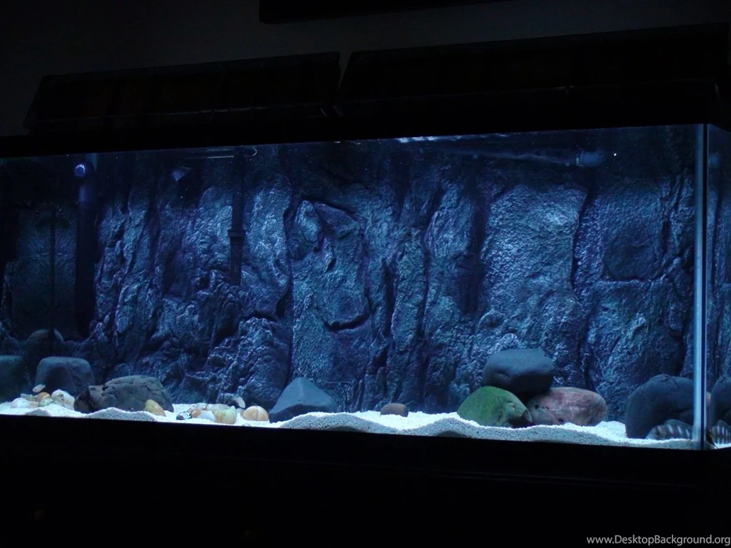Installing A 3d Backgrounds In An Established Tank Designs By ...
