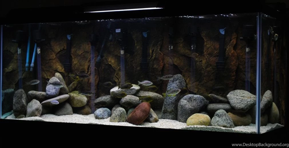 Videos Designs By Nature 3D Aquarium BackgroundsDesigns By ...