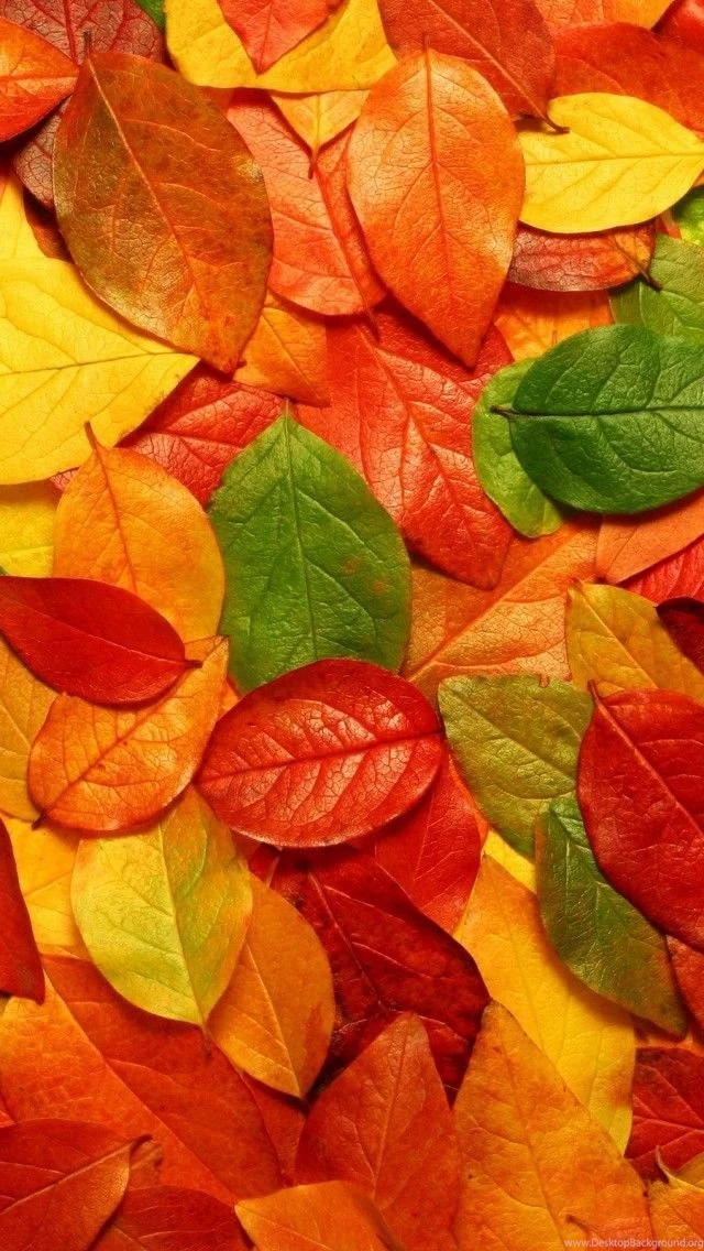 Wallpapers Weekends: Amazing Fall Leaves Pack For iPhone 5