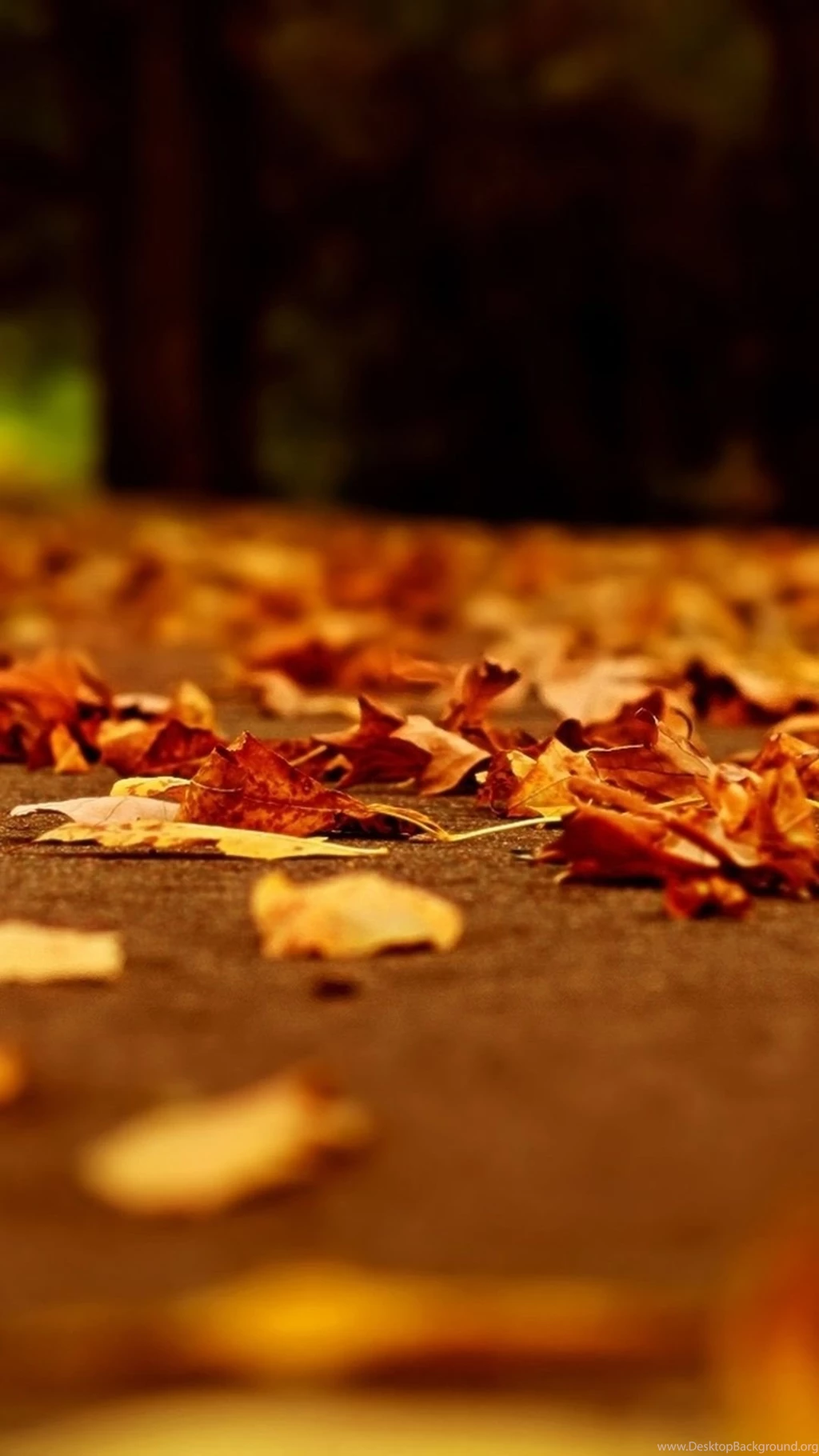 Nature Fall Orange Leaves Road Bokeh iPhone 6 Wallpapers Download ...