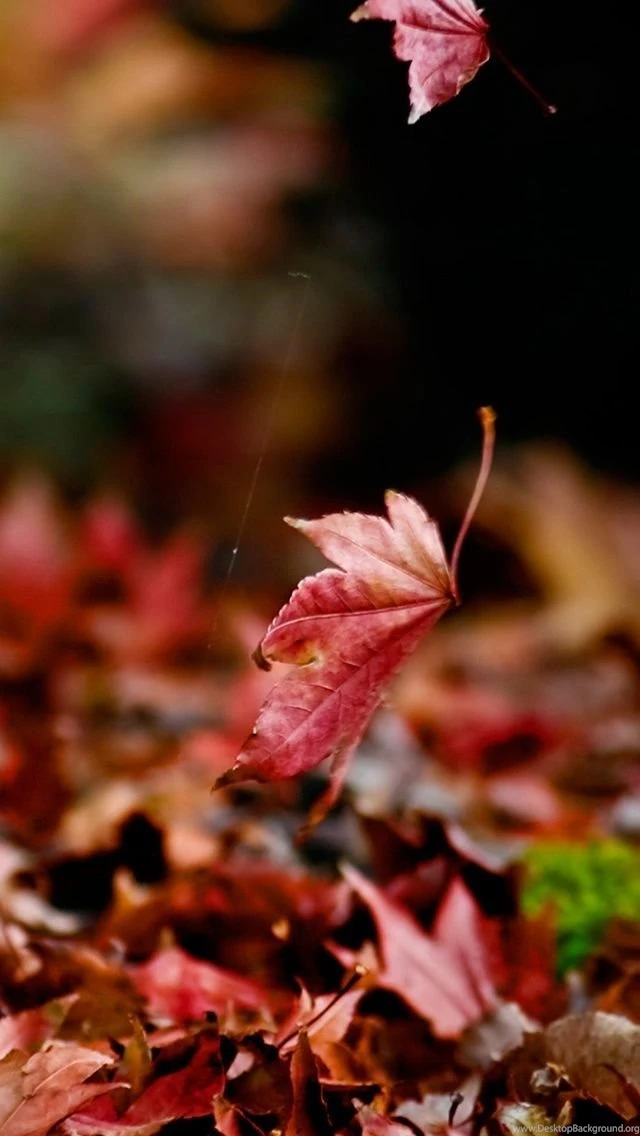 Fall Wallpapers For iPhone 5