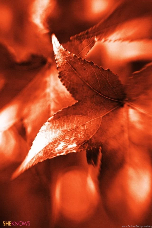 Iphone skin leaf orange.jpg