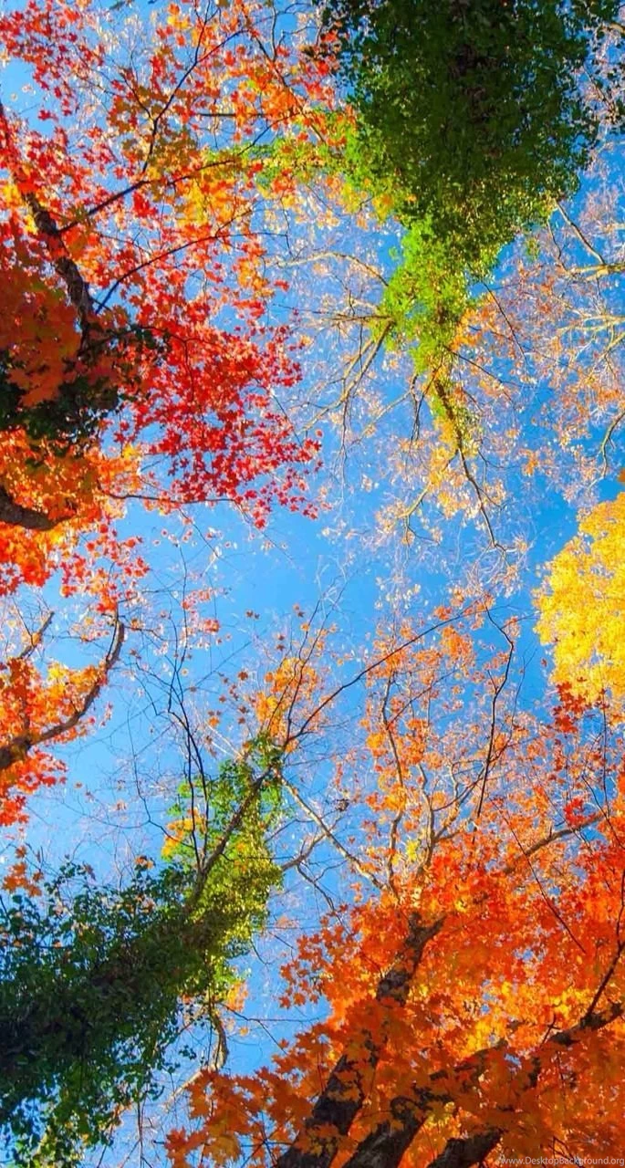 13 Free iPhone 6 Wallpapers That Put Earth's Beauty In Your Pocket