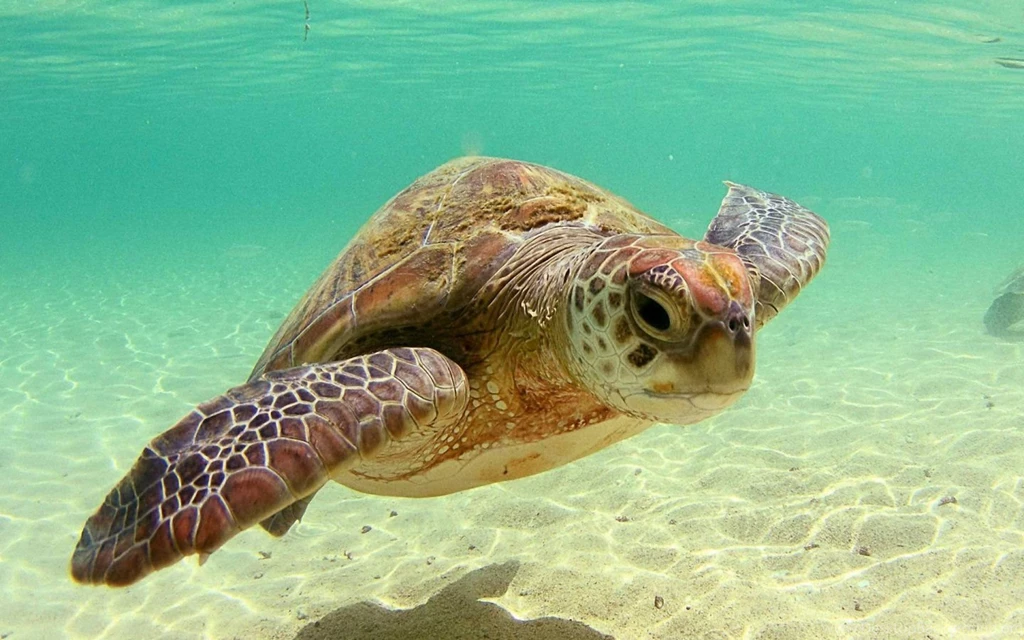Beautiful Sea Turtle Wallpapers 1440x900 Wallpapers,Turtle 1440x900 ...