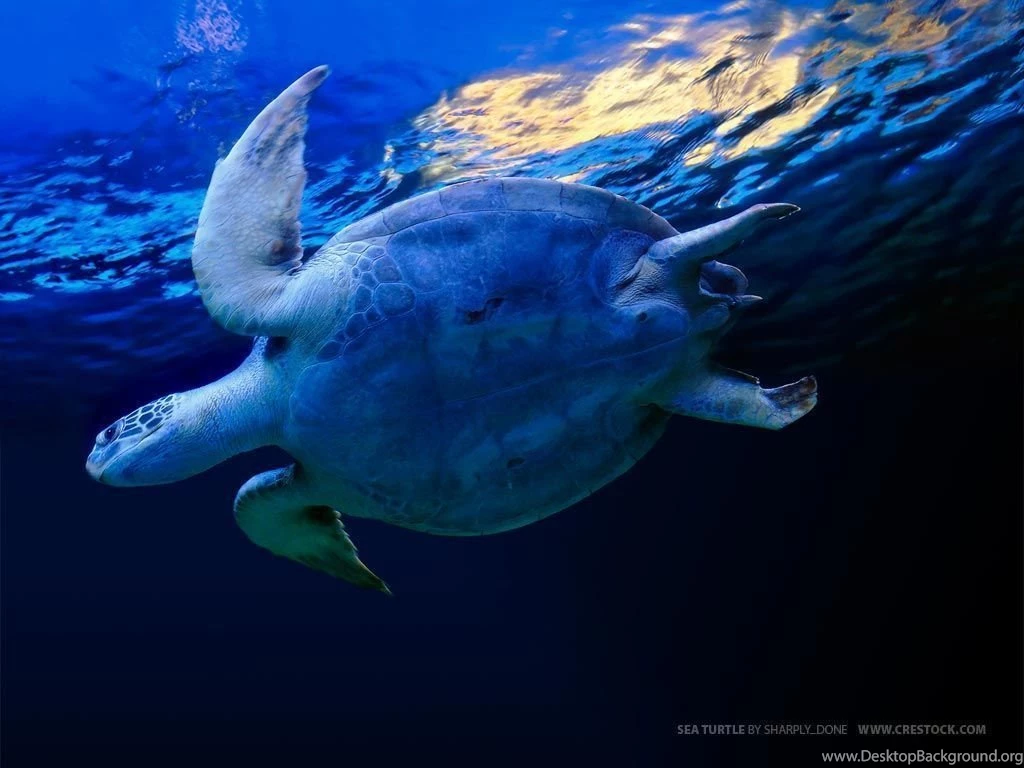 Kelly Blog: Turtle Backgrounds