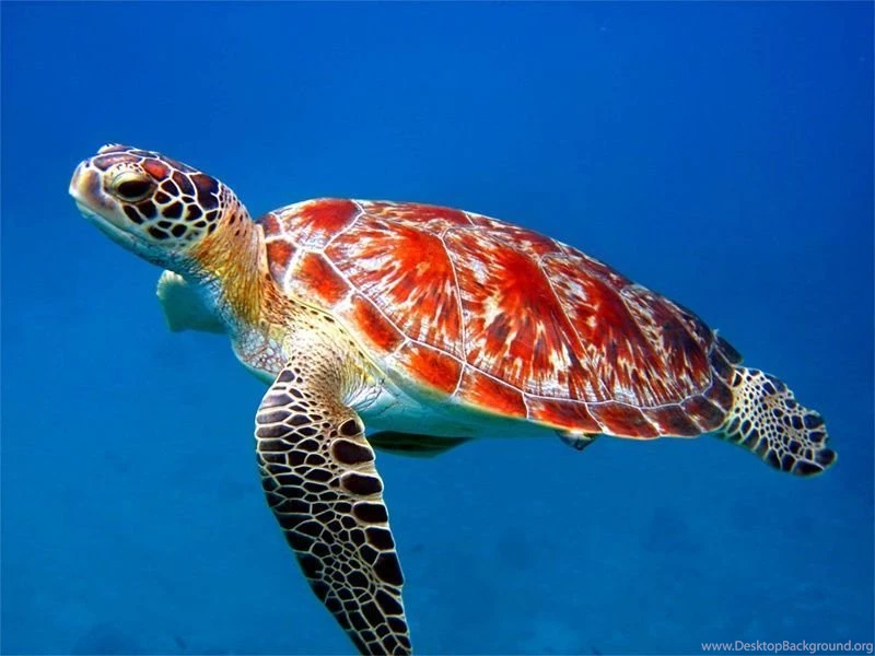 Turtle Wallpapers Free Download 42599 Full HD Wallpapers Desktop ...