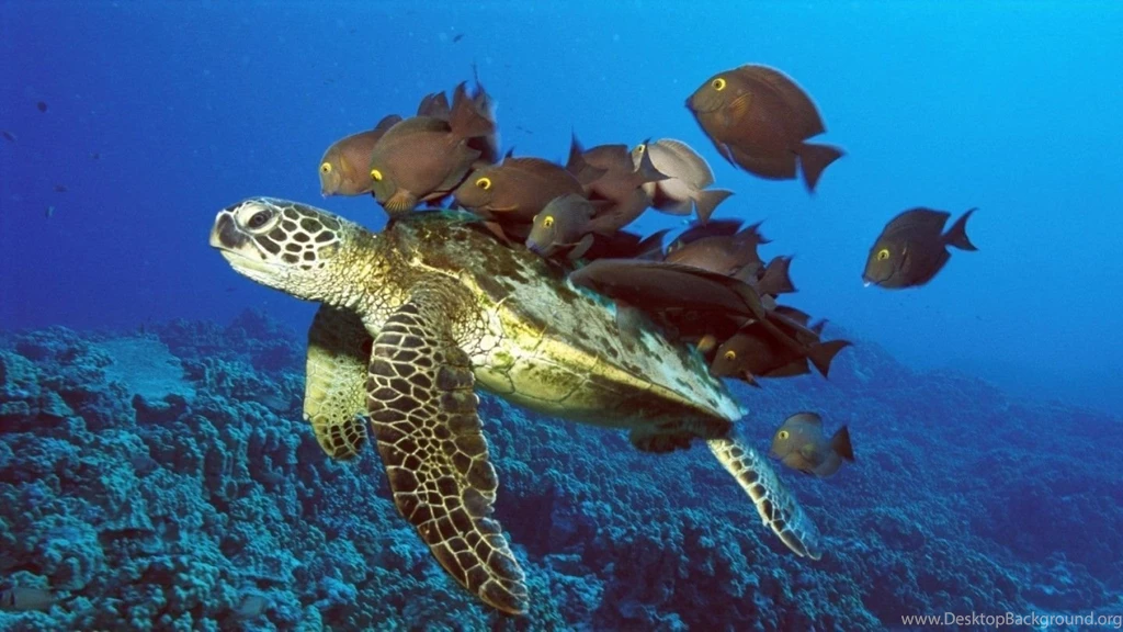 Turtle Wallpapers For Dekstop Download 42524 Full HD Wallpapers ...