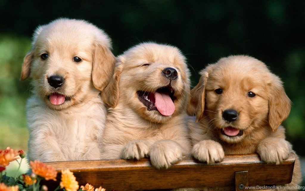 Dog Wallpapers Desktops Retrievers Photo Wallpapers Desktop ...