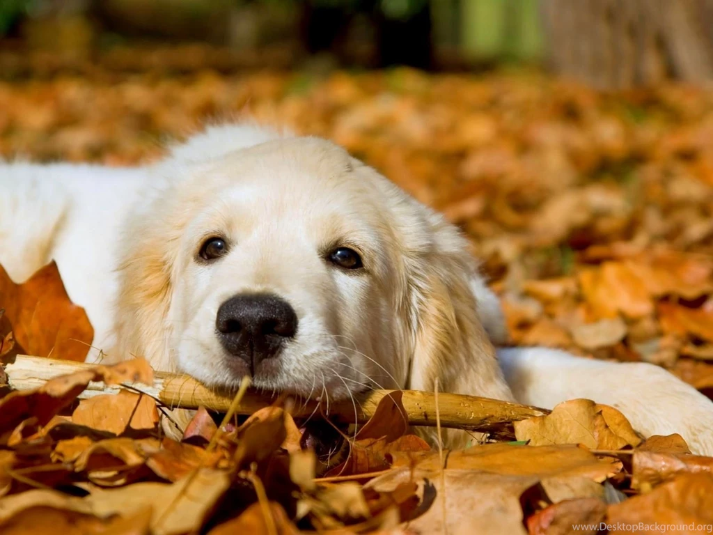 CUTE DOG WALLPAPER IMAGES Wallpapers High Resolution PowerballForLife