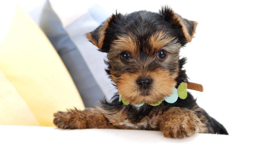 50 Free HD Dog Wallpapers