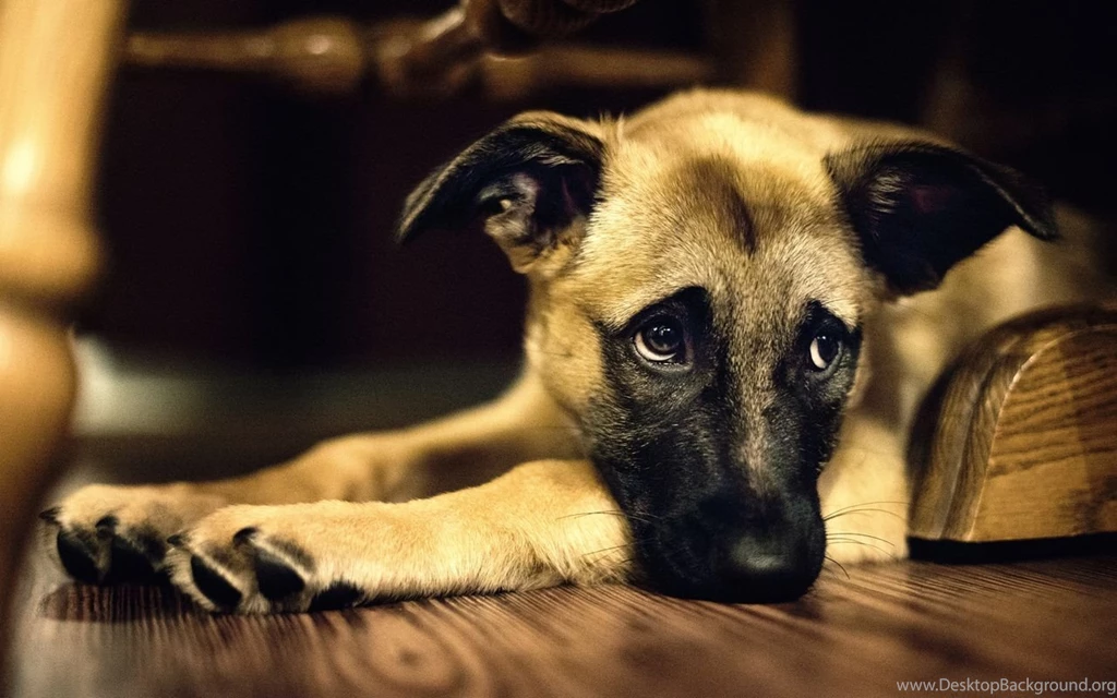 Cute Dog Dogs Wallpapers 33093080 Fanpop PowerballForLife