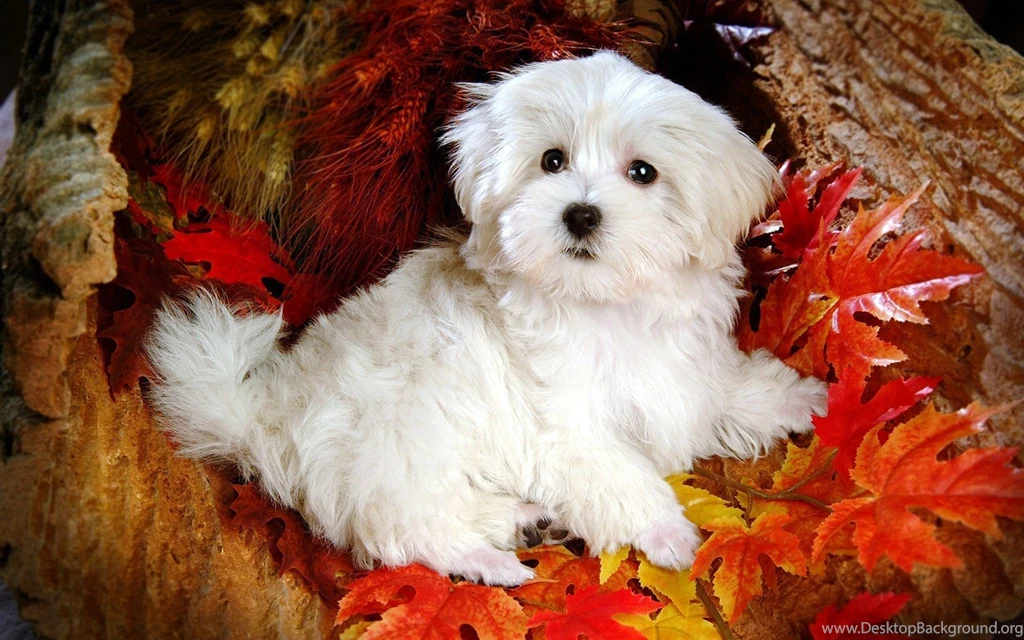 Cute Dogs Wallpapers Hd 43 PowerballForLife