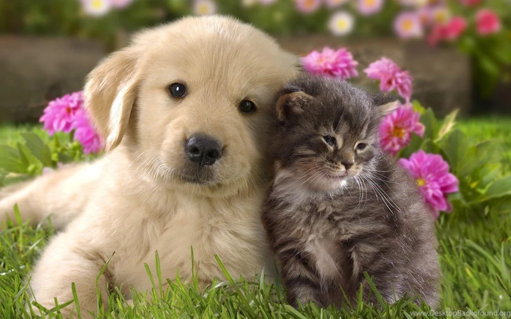 Download Animal Cute Cat And Dog Cuddling Cats Dogs Wallpapers ...