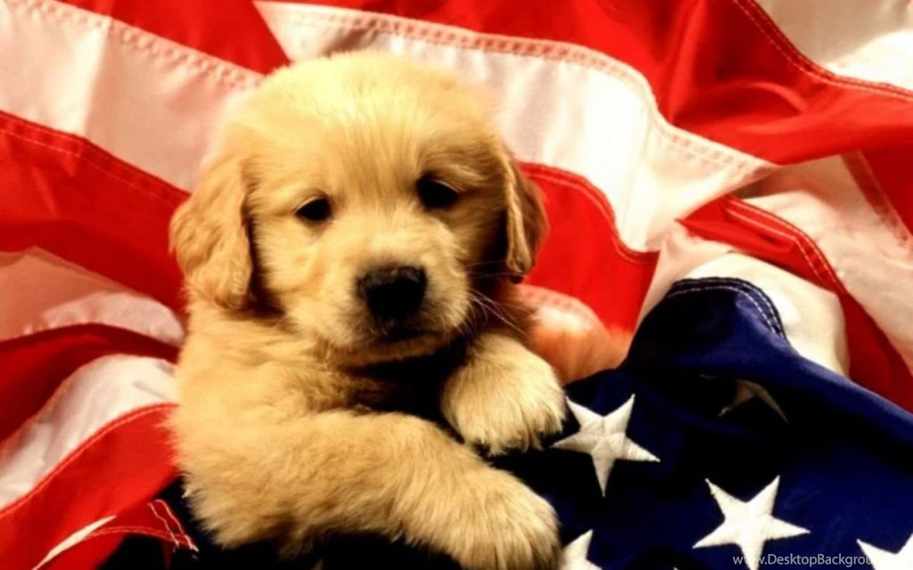 Cute Dogs Wallpapers HD (91)