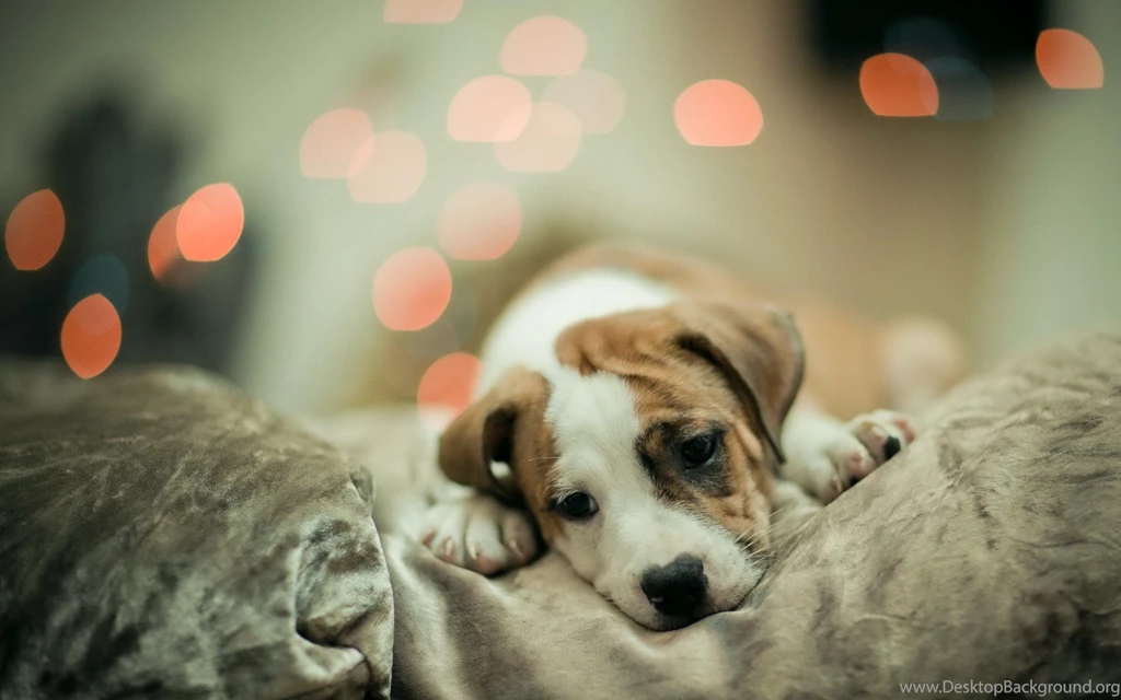 Cute Dogs Wallpaper.