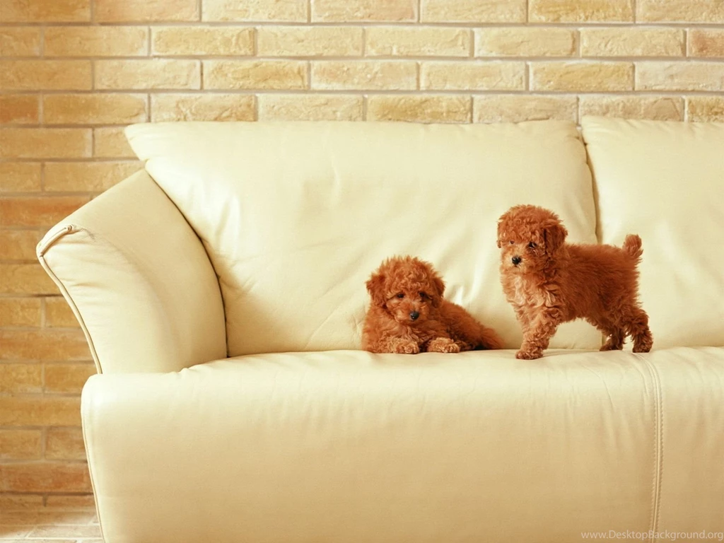 Dog Wallpapers Dogs Wallpapers (16120004) Fanpop