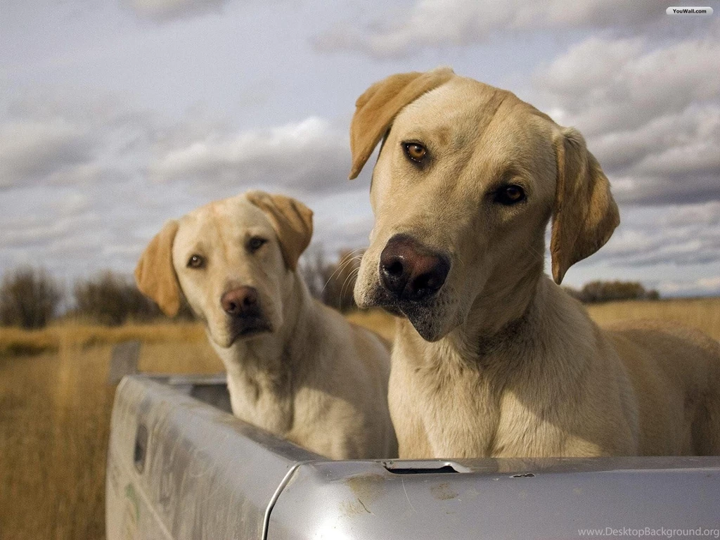YouWall Friendly Dogs Wallpapers Wallpaper,wallpapers,free ...