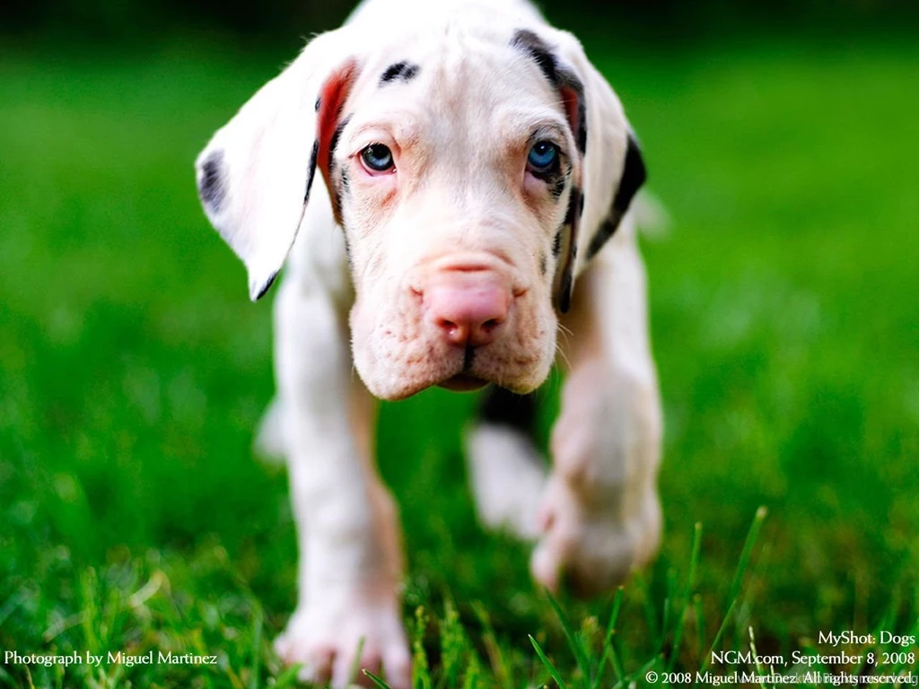 Dog Wallpapers Dogs Wallpapers (14050881) Fanpop