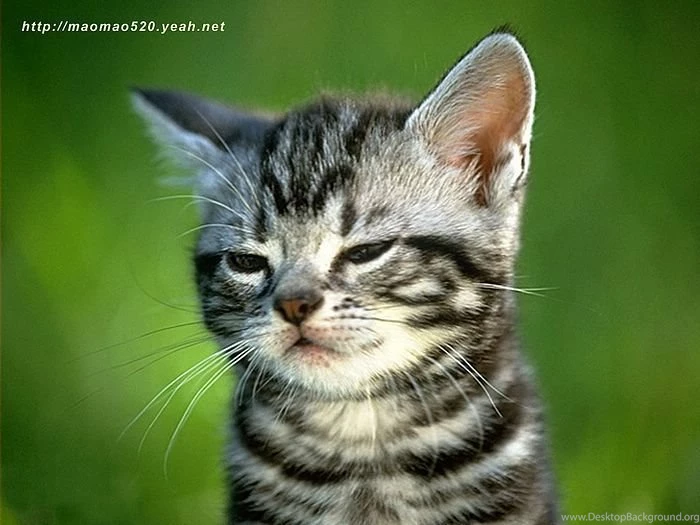 Kittens and cats wallpaper 213.jpg