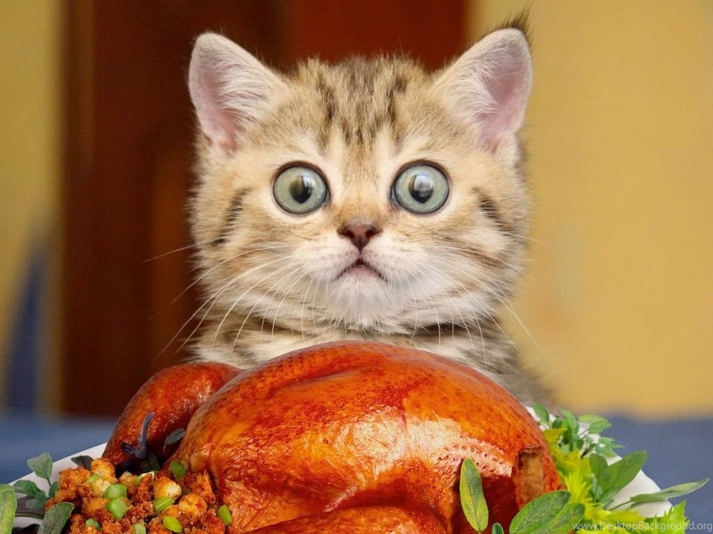 Funny Kitten With Big Eyes HD Wallpapers Cool Wallpapers