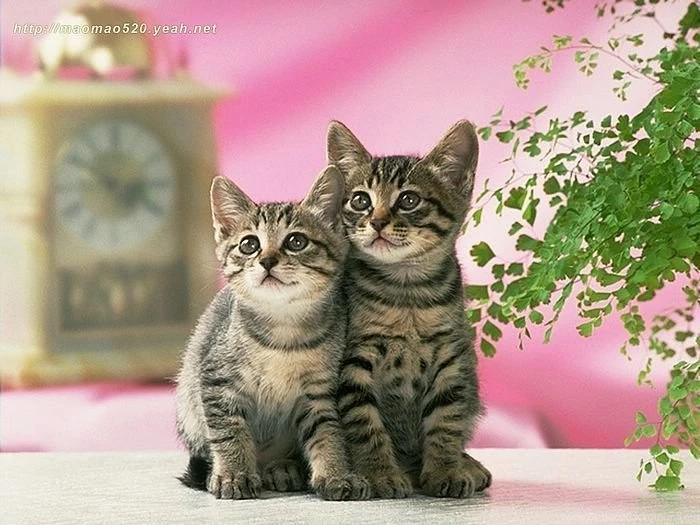 Super Cute Little Kittens Wallpapers 142 Wallcoo.net