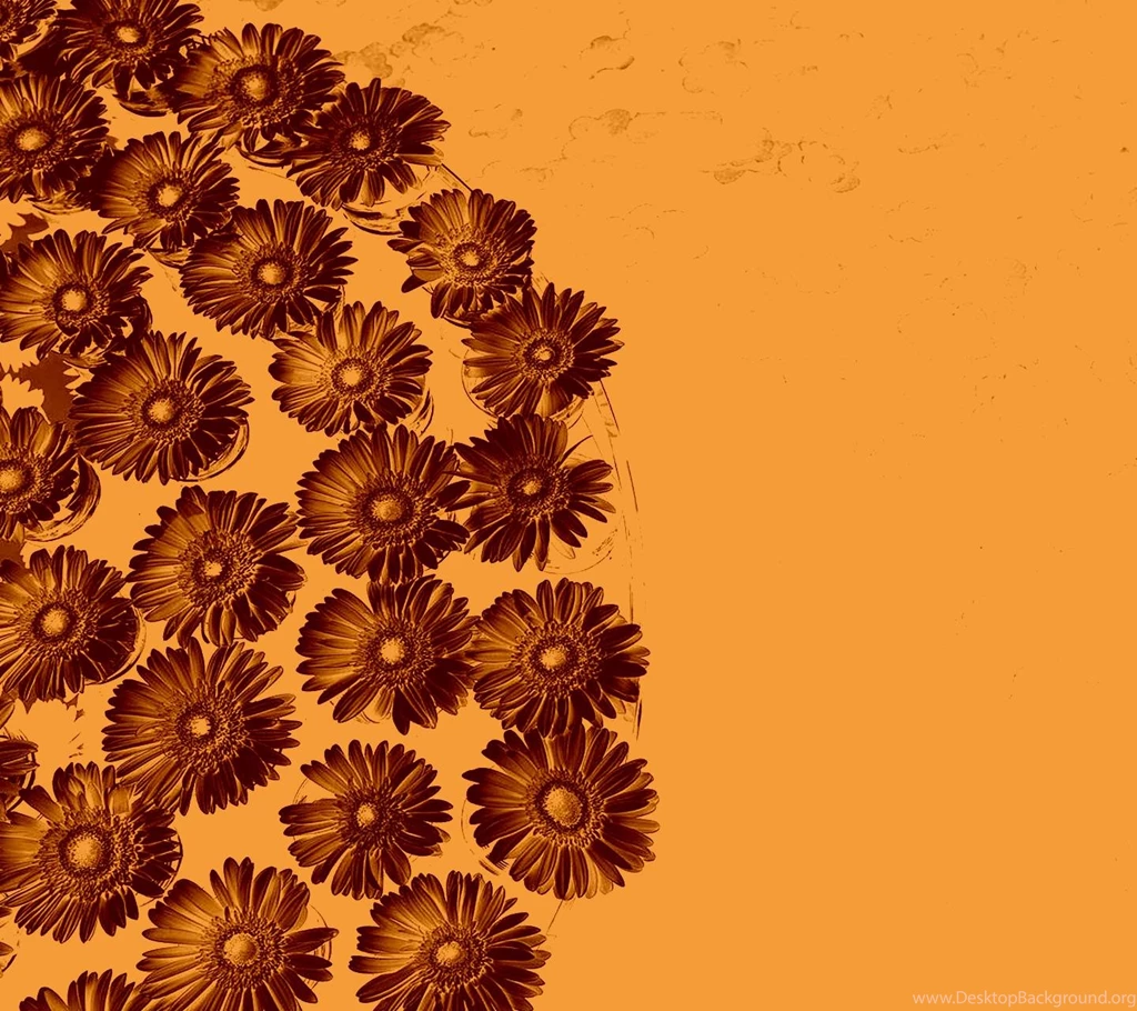 Stylish Wallpapers For Desktop Sunflower Wallpapers