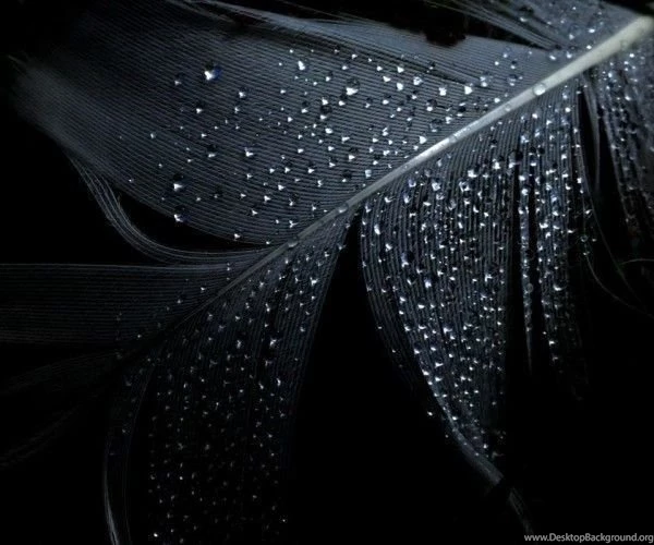 25 Stylish And Graceful Black Wallpapers