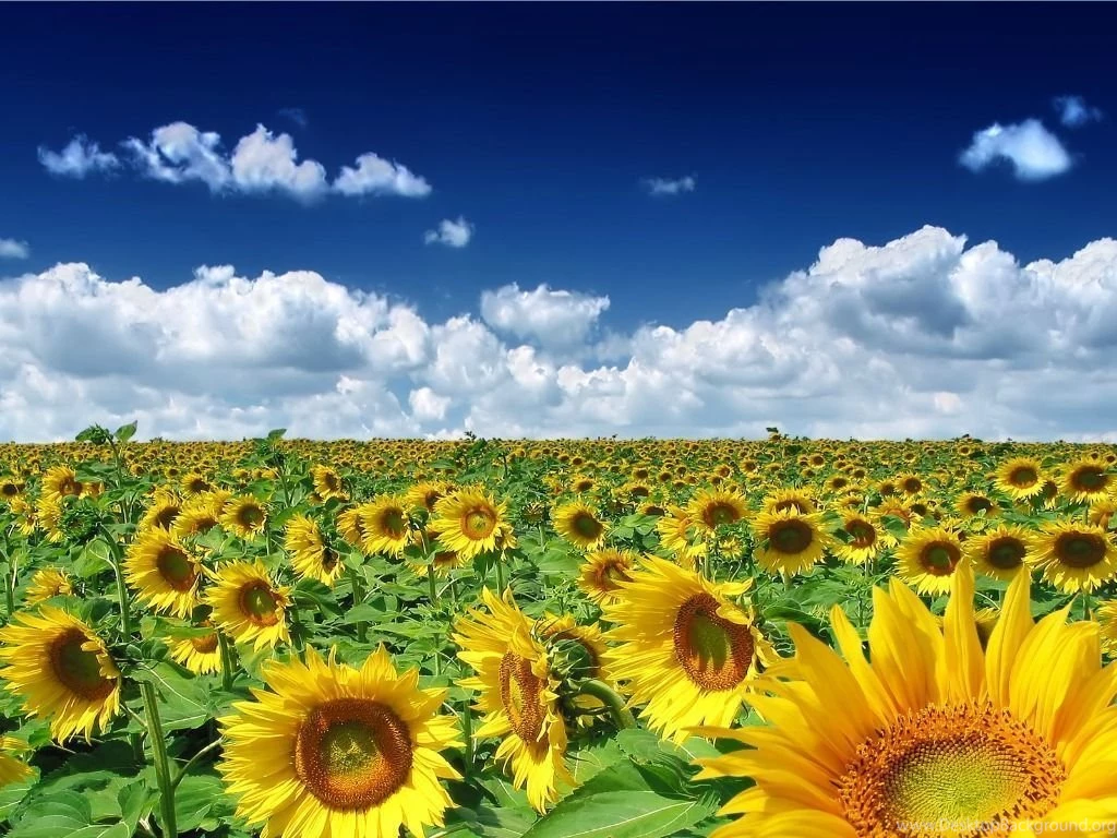 Sunflower Hi Res Backgrounds   Splendid Wallpapers HD