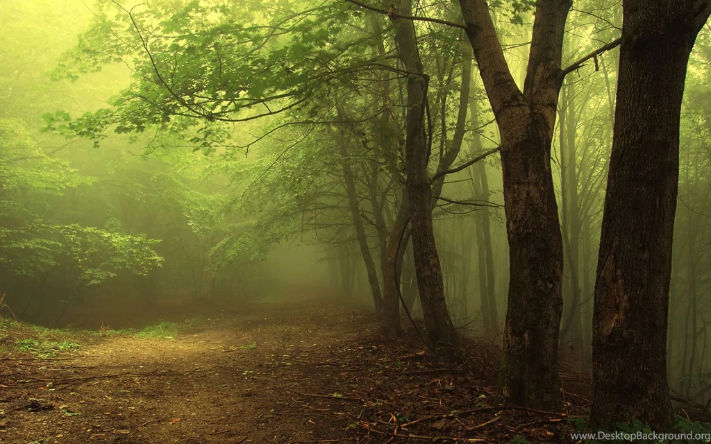 465 Fog HD Wallpapers