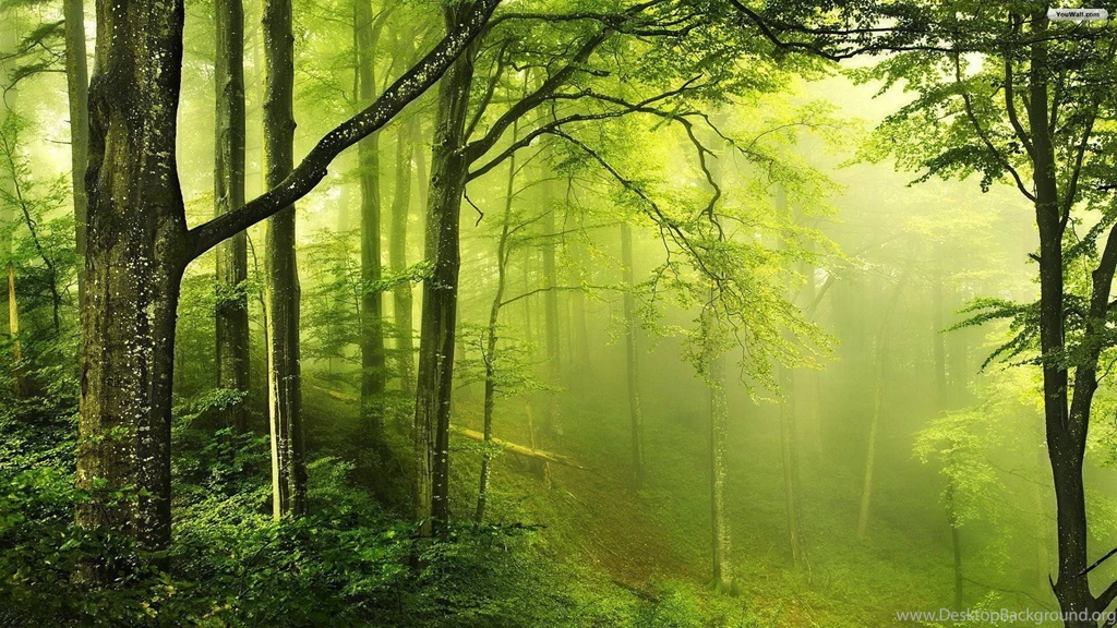 Fog Wallpapers HD 5.jpg