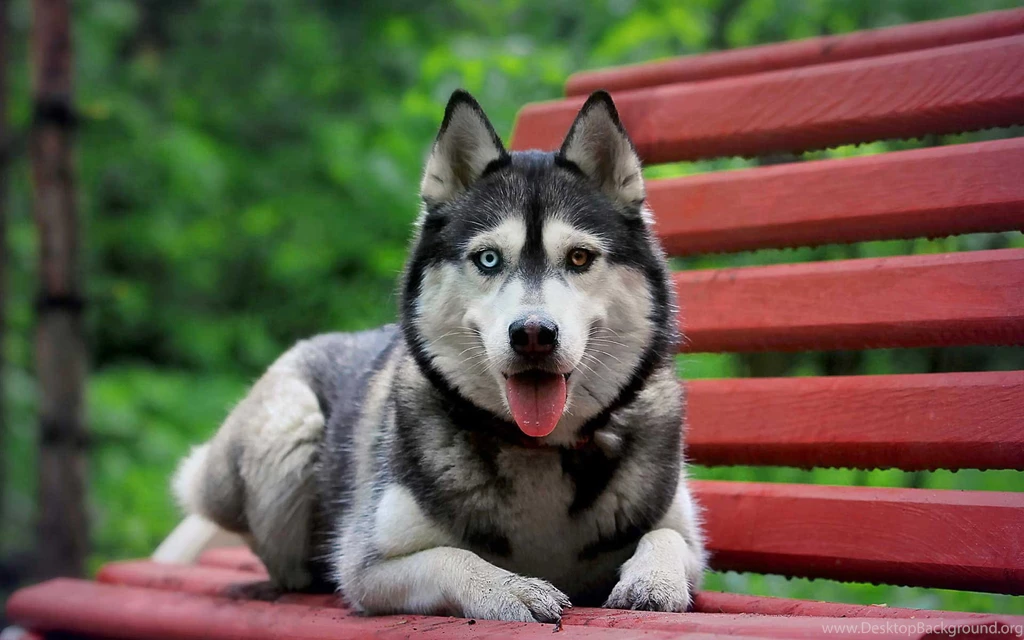 Siberian Husky Wallpapers