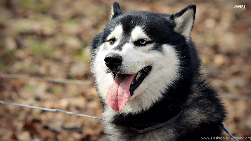 Siberian husky 21419 1920x1080.jpg