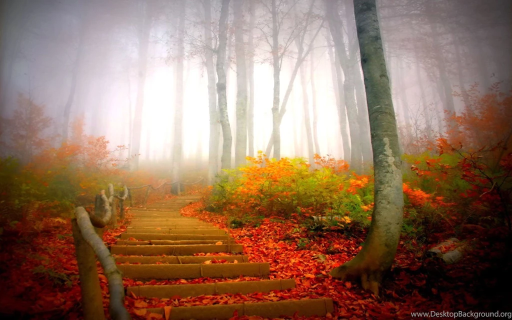 Fog Wallpapers HD   HD Images New