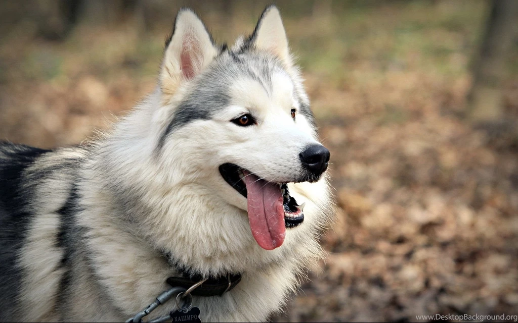 HD Siberian Husky Wallpapers Desktop Free Download