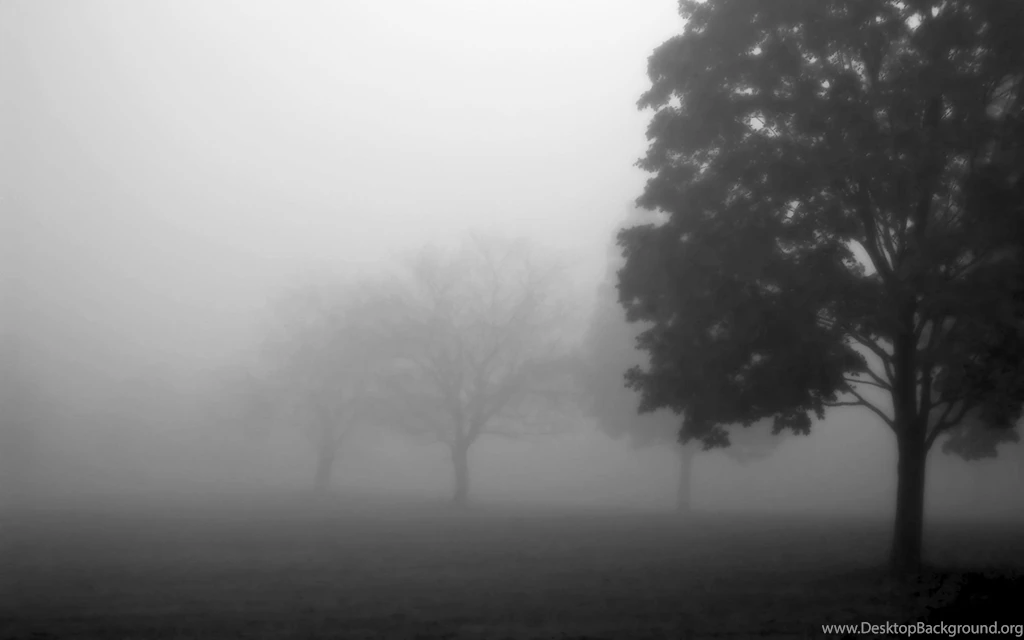 Fog In Forrest Wallpapers