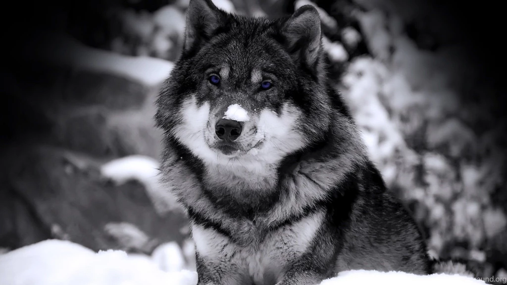 Blue Eye Siberian Husky Wallpaper Backgrounds