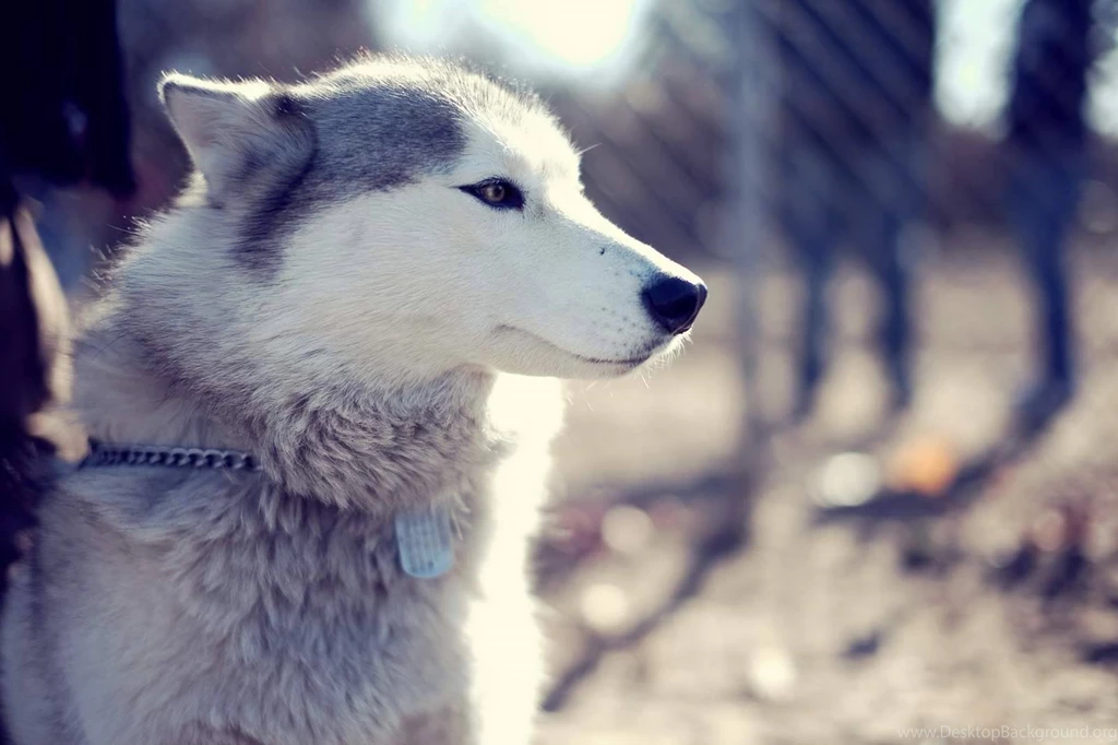 71054 husky husky wallpaper 44.jpg