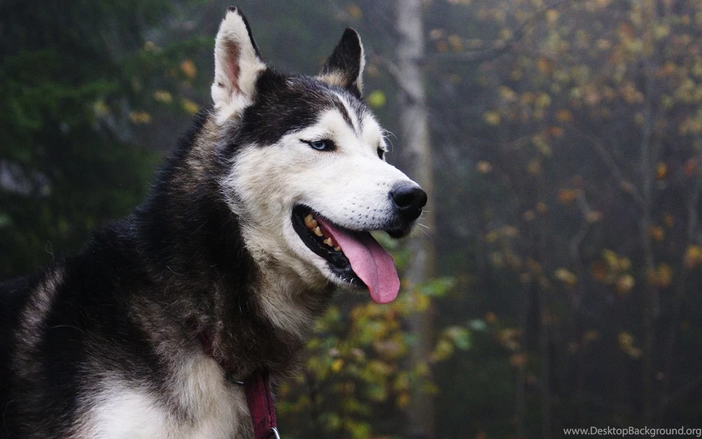 Siberian Husky 121215 4 1680x1050.jpg
