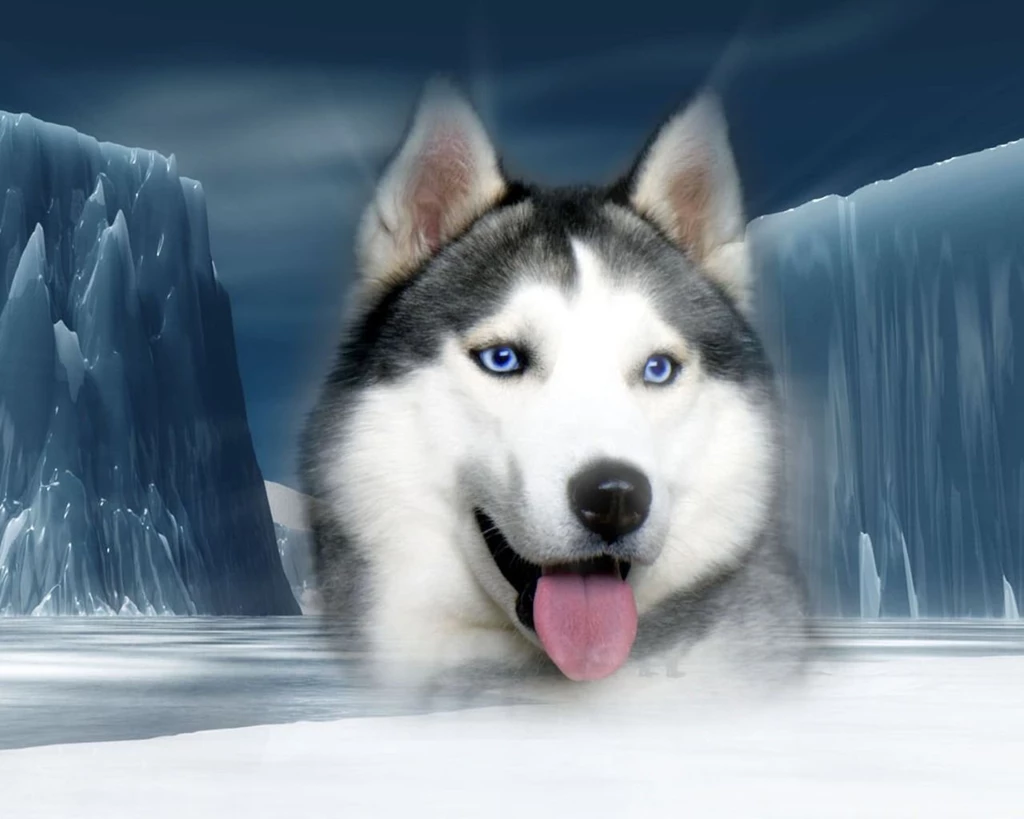 Siberian Husky Dogs Wallpapers (32502218) Fanpop