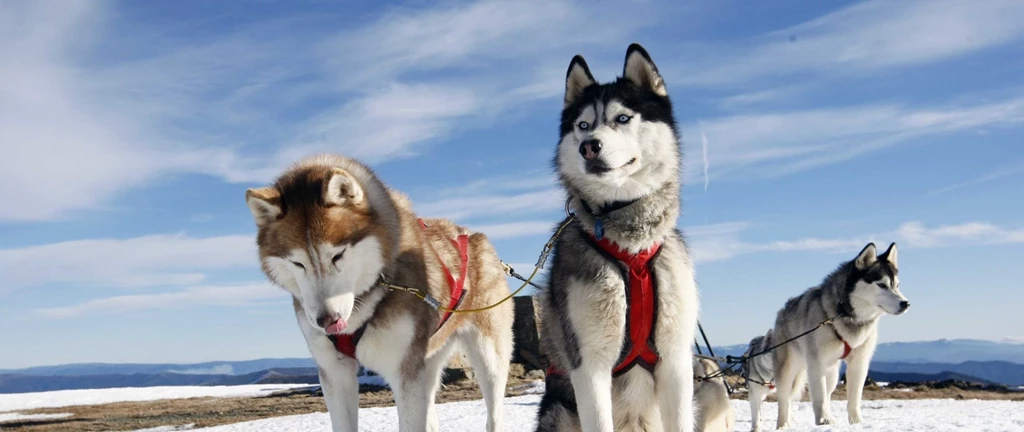 CUTE SIBERIAN HUSKY WALLPAPER WALF1019