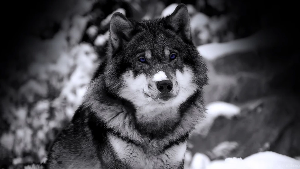 PUPPIES HUSKY WALLPAPER WALF1008