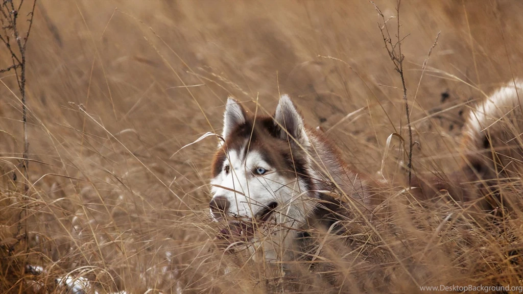 Siberian Husky Wallpapers HD Download